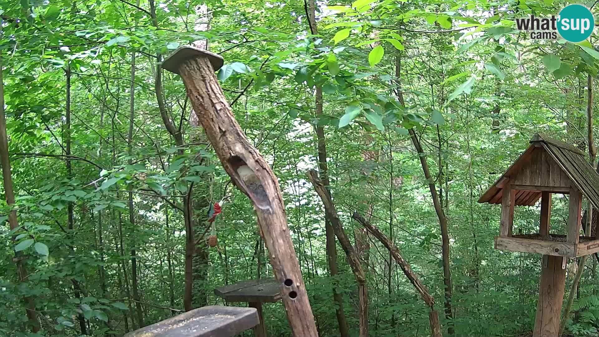 Bird feeders at ZOO Ljubljana webcam