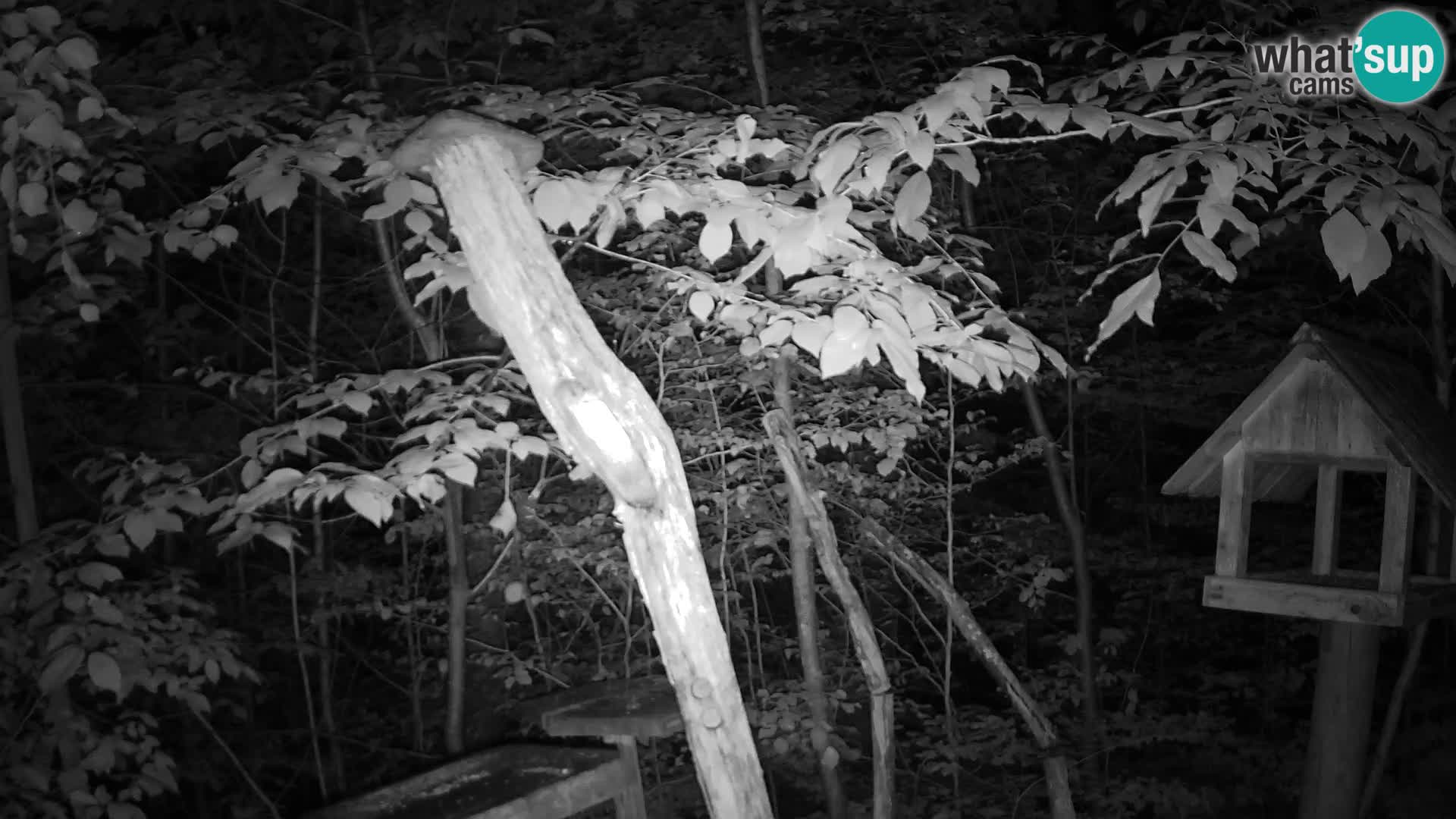 Mangiatoie per uccelli allo ZOO di Lubiana livecam