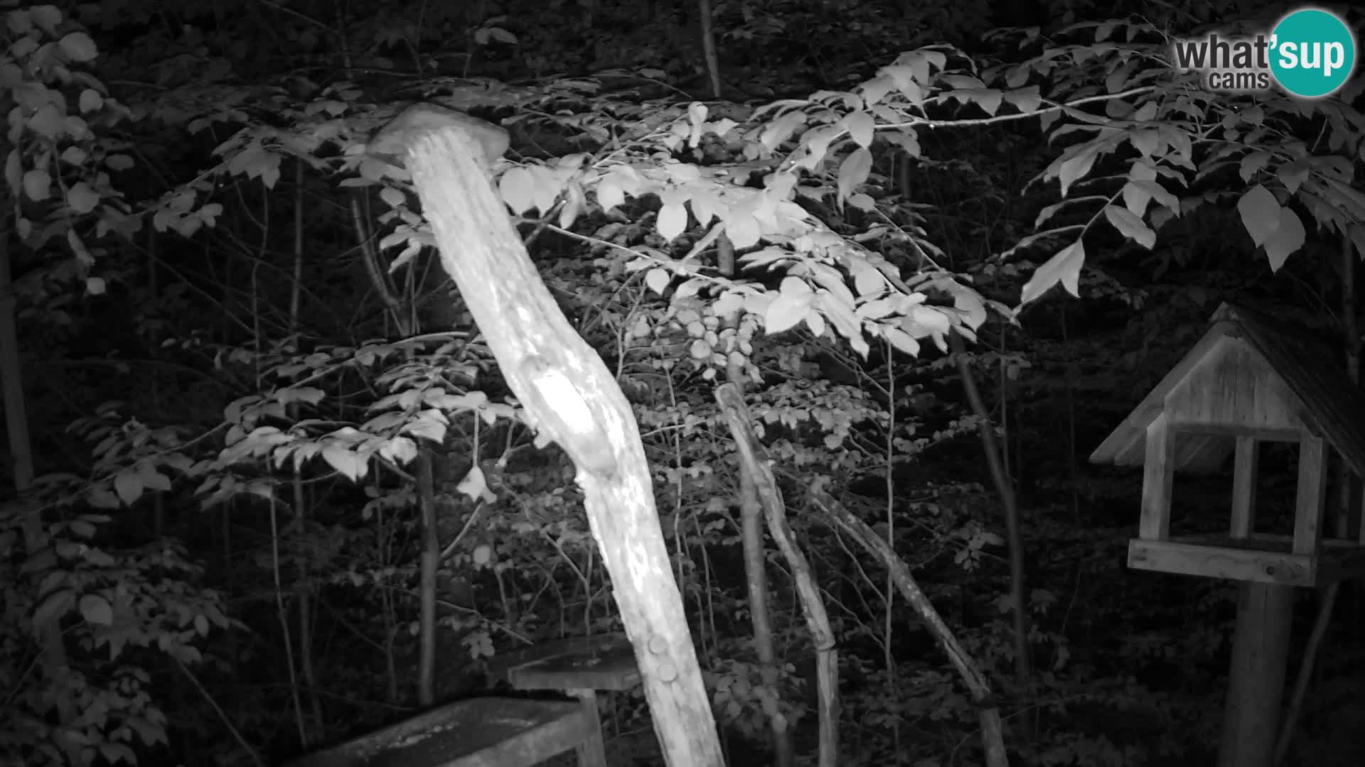 Mangeoires pour oiseaux au ZOO live webcam Ljubljana