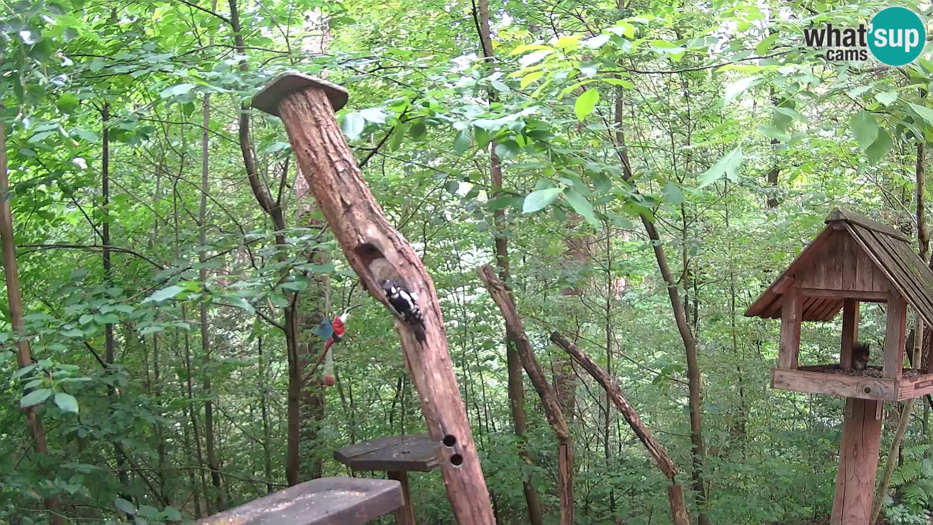Mangeoires pour oiseaux au ZOO live webcam Ljubljana