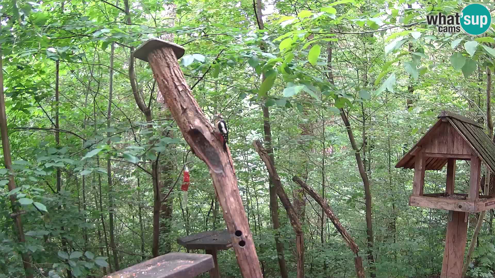 Hranilice za ptice u ZOO web kamera Ljubljana