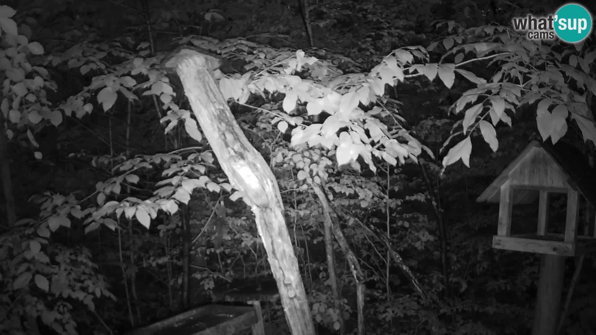 Mangeoires pour oiseaux au ZOO live webcam Ljubljana