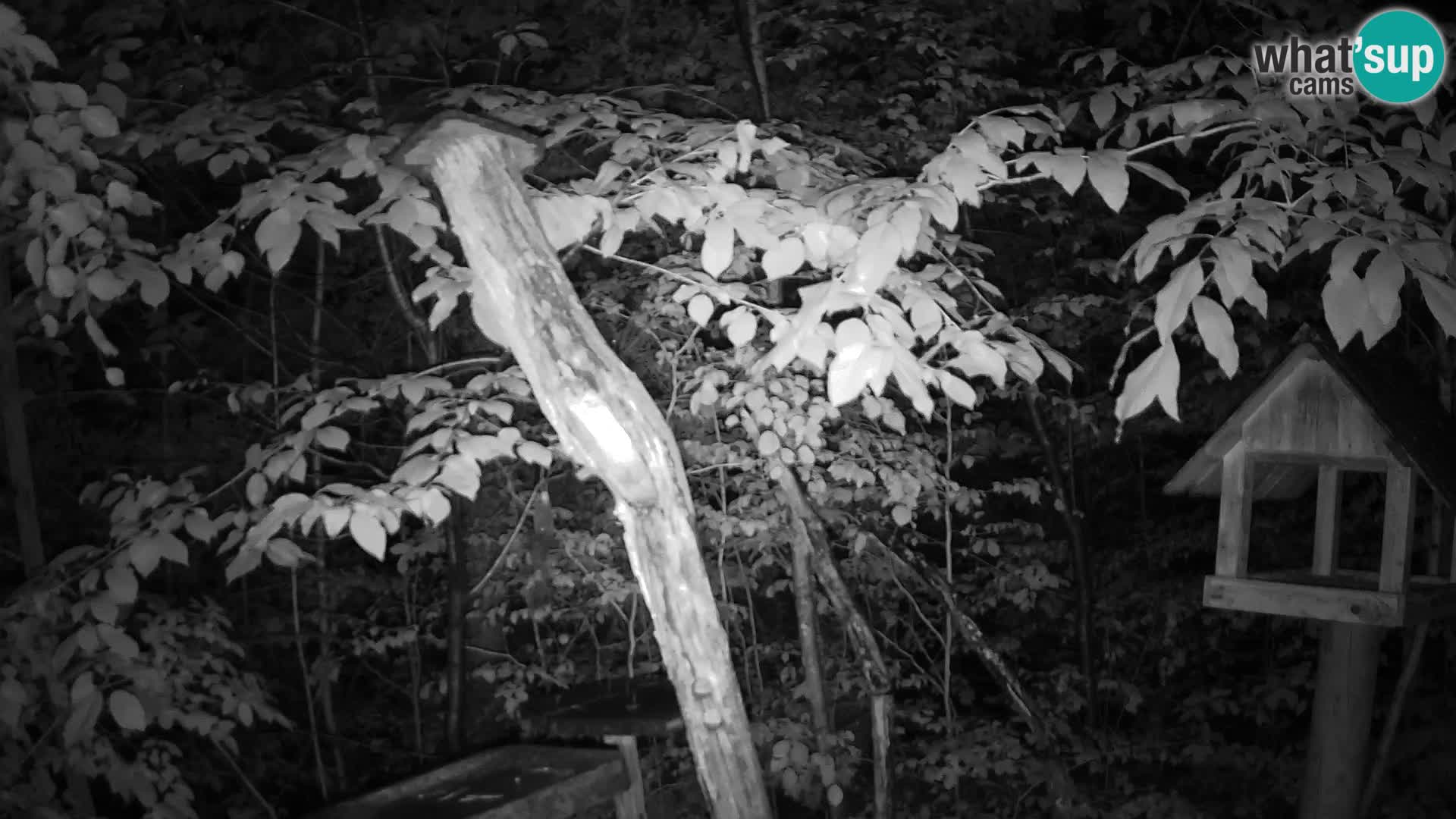 Mangeoires pour oiseaux au ZOO live webcam Ljubljana