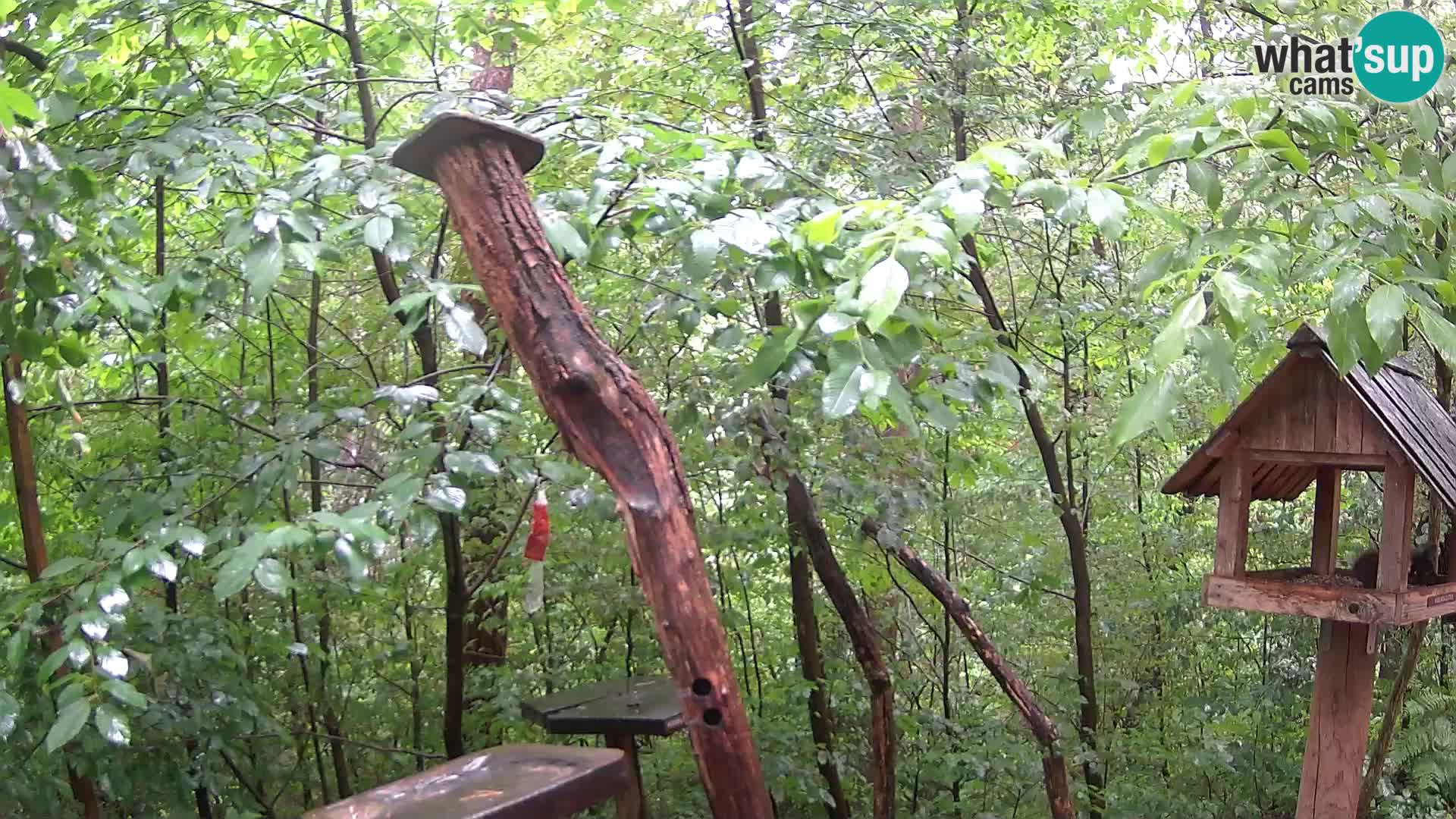 Krmilnice za ptiče v ZOO Ljubljana spletna kamera
