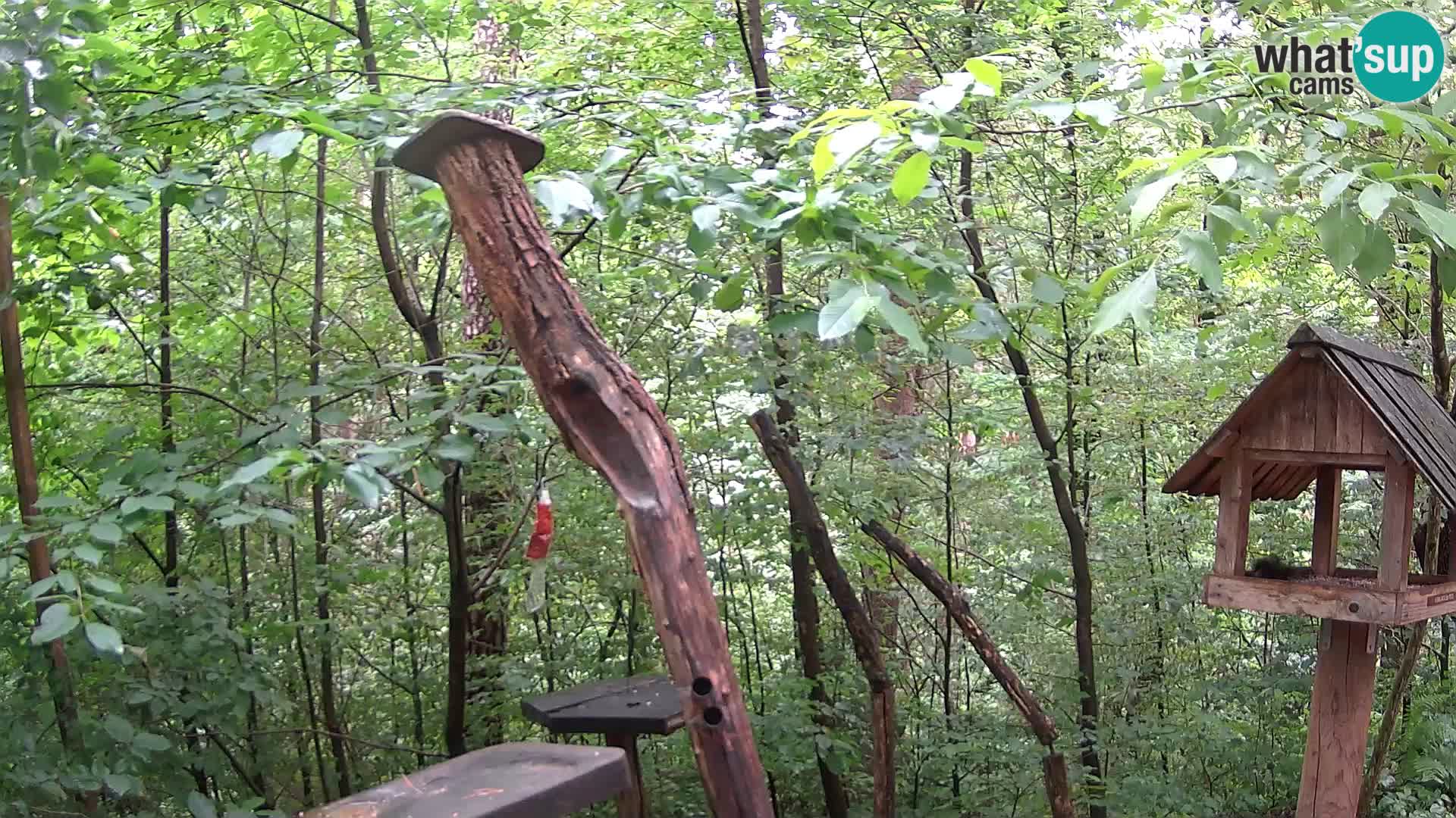 Krmilnice za ptiče v ZOO Ljubljana spletna kamera