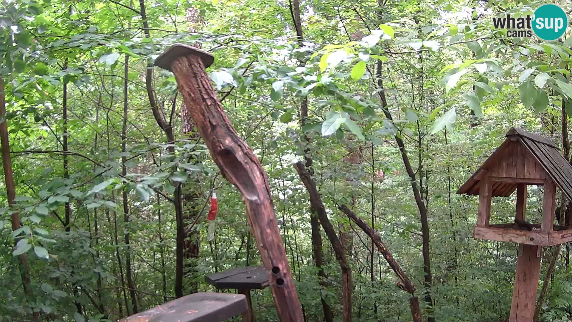 Bird feeders at ZOO Ljubljana webcam