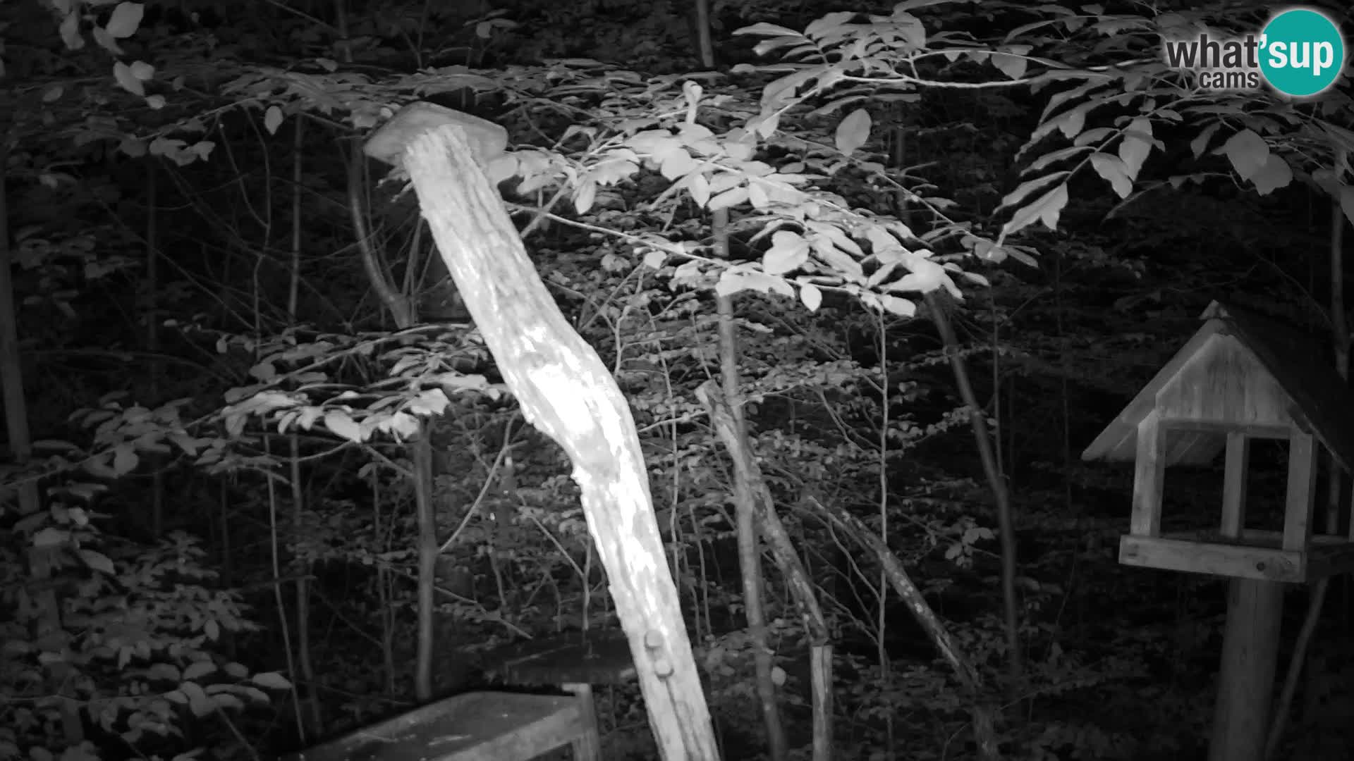 Mangiatoie per uccelli allo ZOO di Lubiana livecam