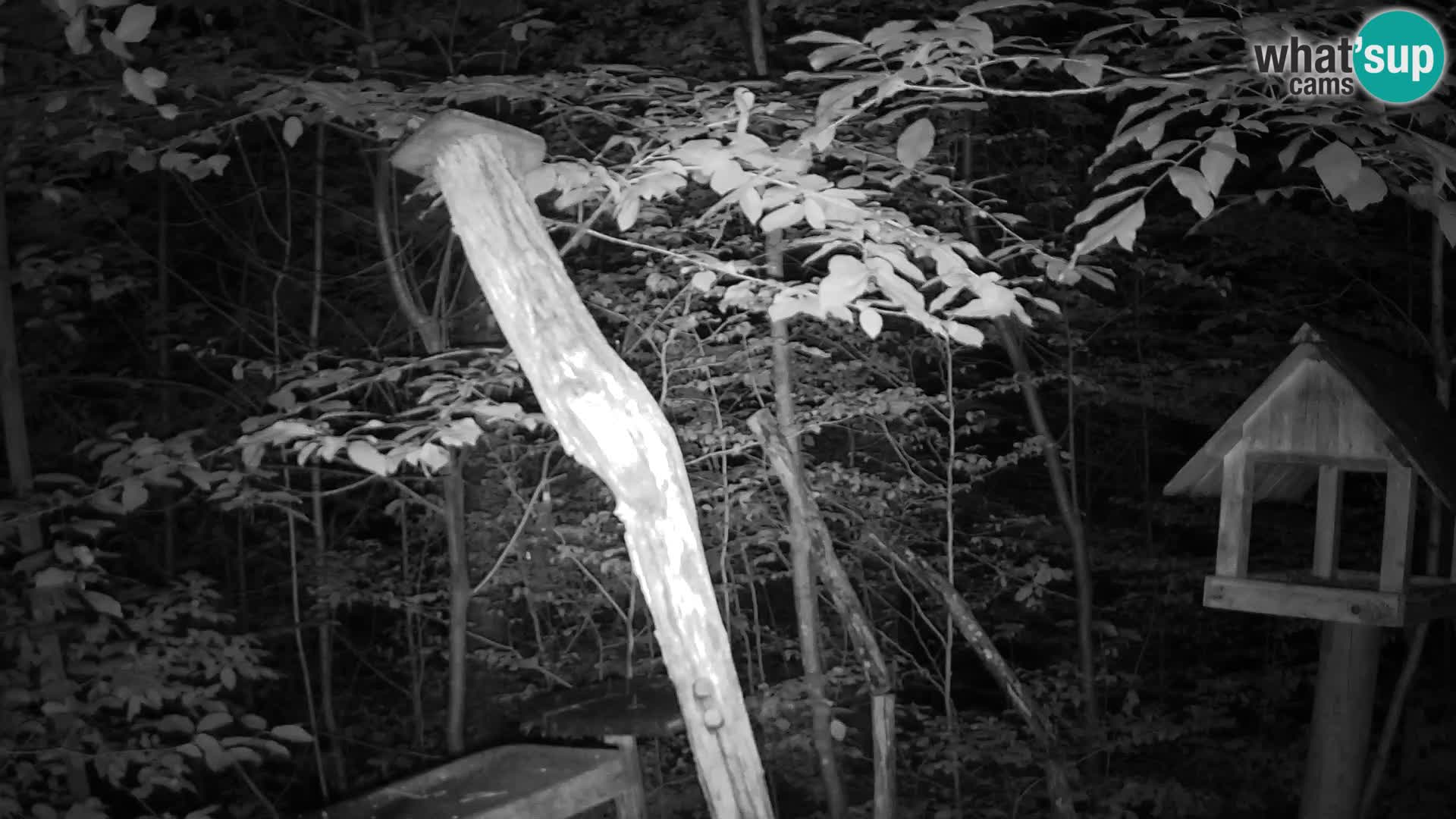 Mangeoires pour oiseaux au ZOO live webcam Ljubljana
