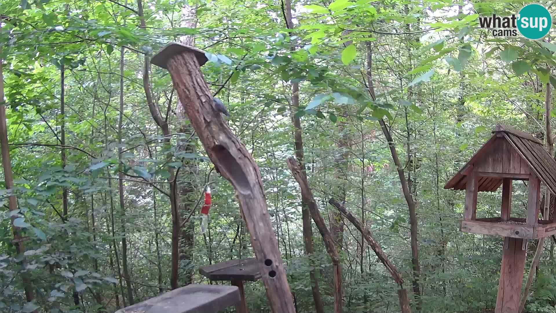 Mangiatoie per uccelli allo ZOO di Lubiana livecam