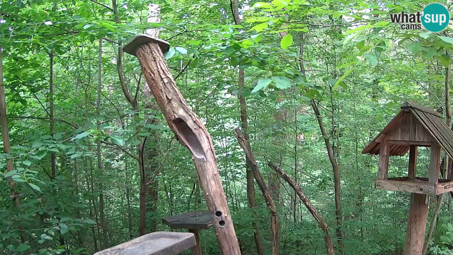 Mangeoires pour oiseaux au ZOO live webcam Ljubljana