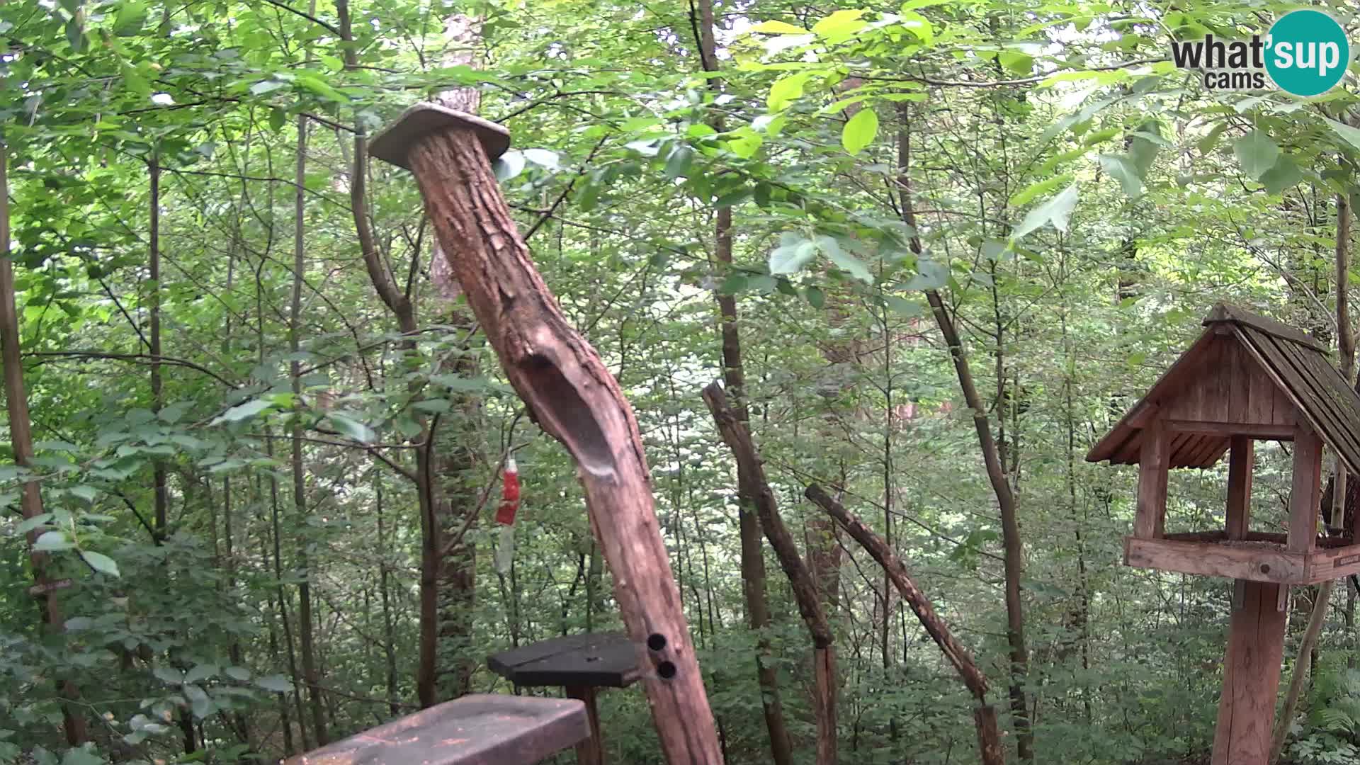 Bird feeders at ZOO Ljubljana webcam