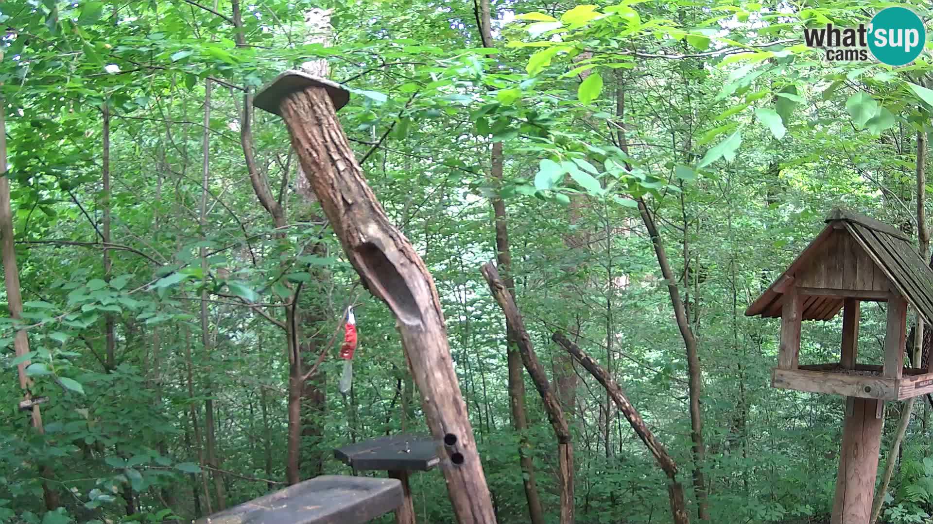 Krmilnice za ptiče v ZOO Ljubljana spletna kamera