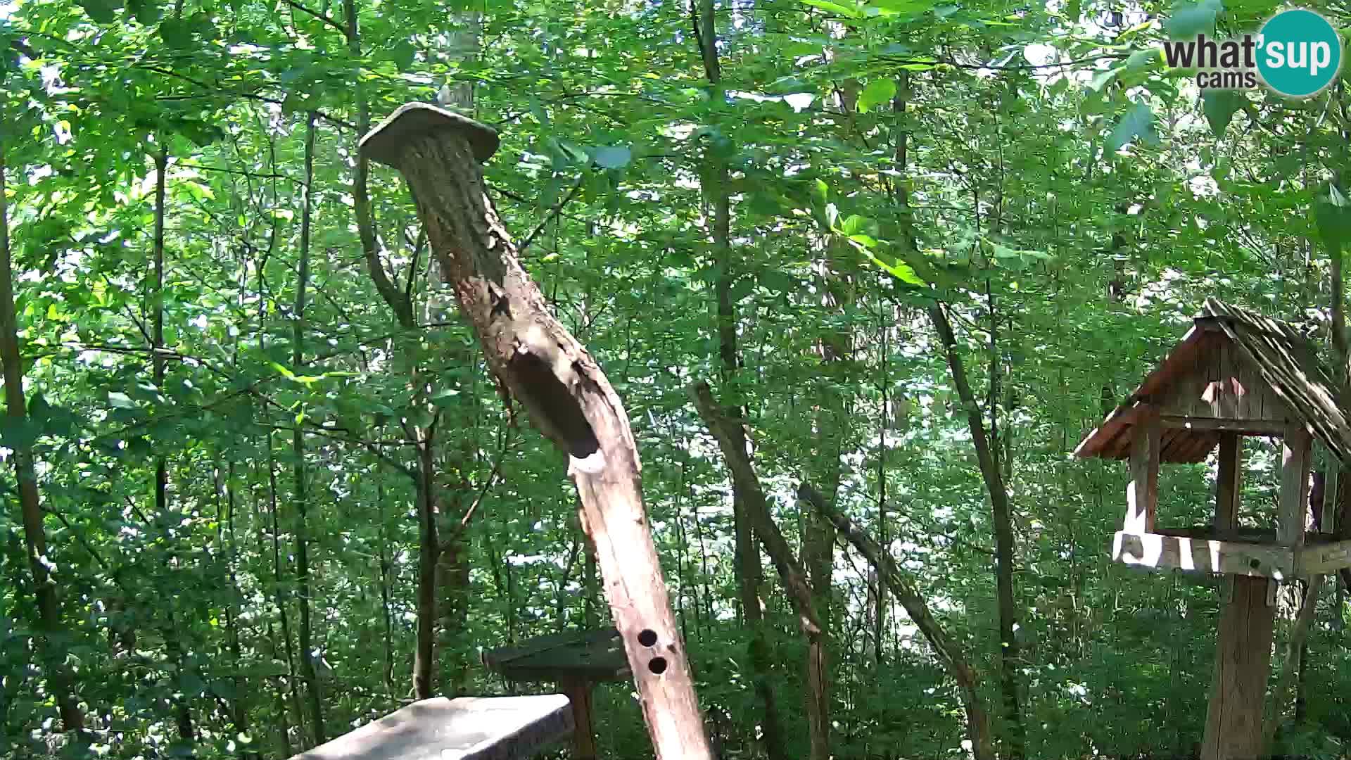 Mangeoires pour oiseaux au ZOO live webcam Ljubljana
