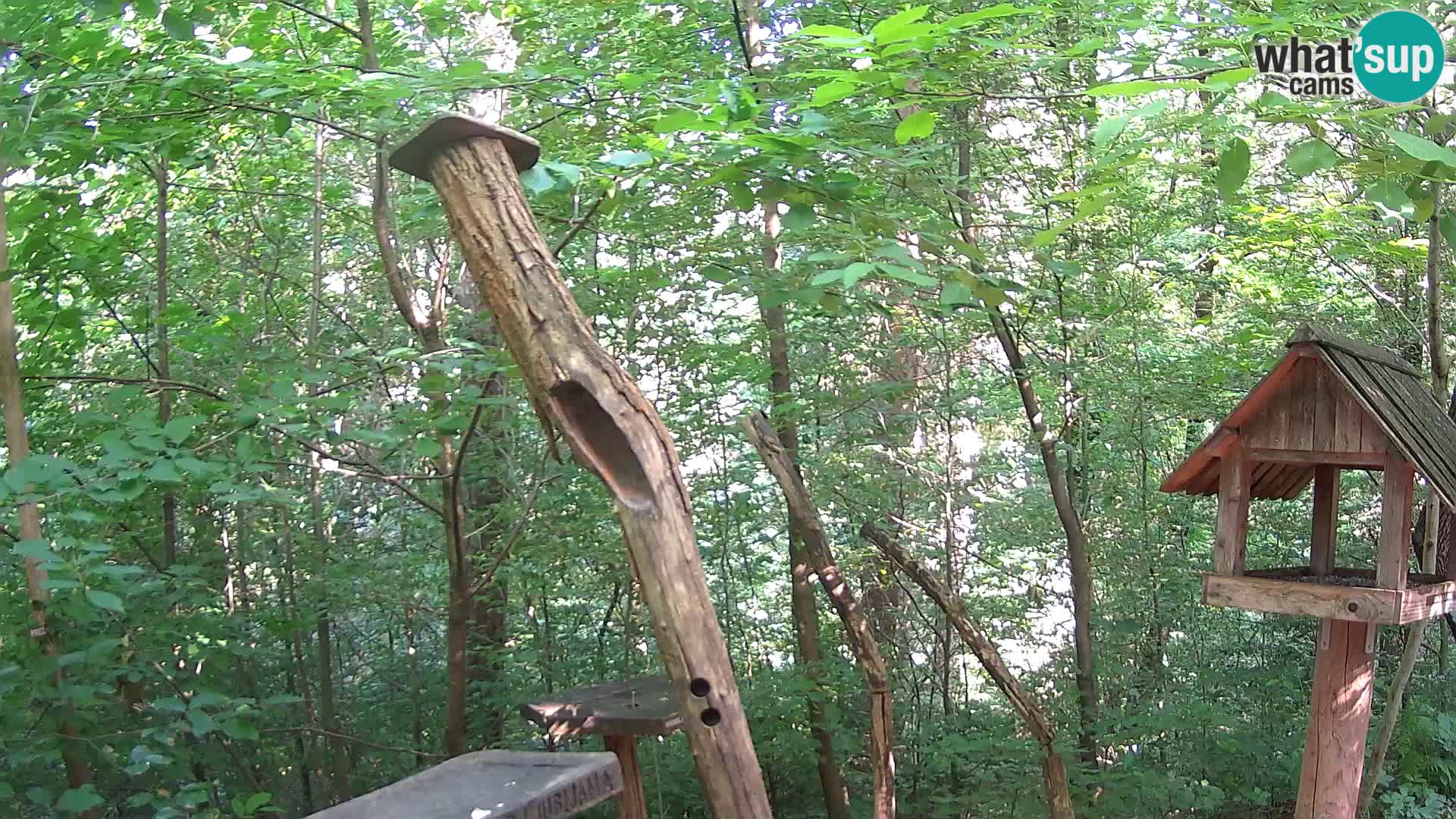 Vogelfutterhäuschen im ZOO webcam Ljubljana
