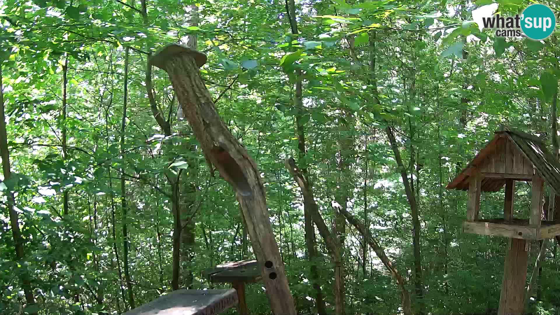 Vogelfutterhäuschen im ZOO webcam Ljubljana