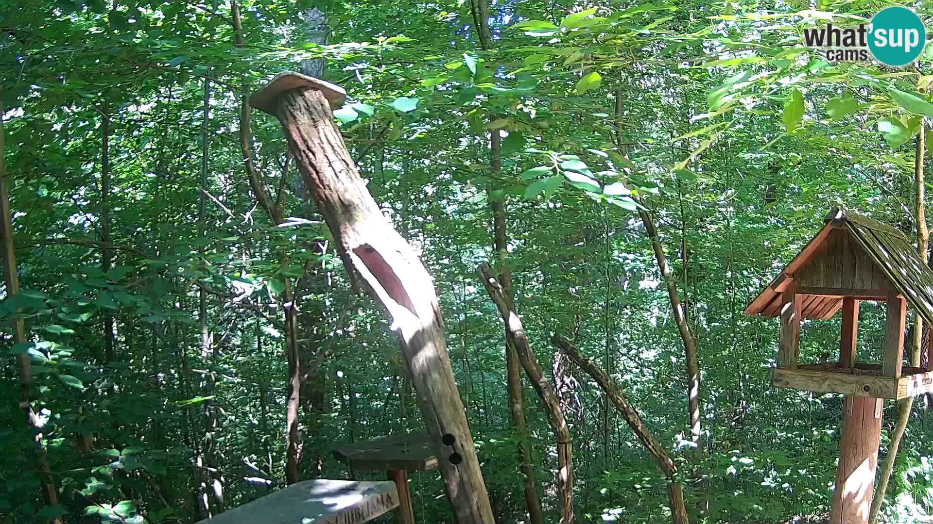 Bird feeders at ZOO Ljubljana webcam