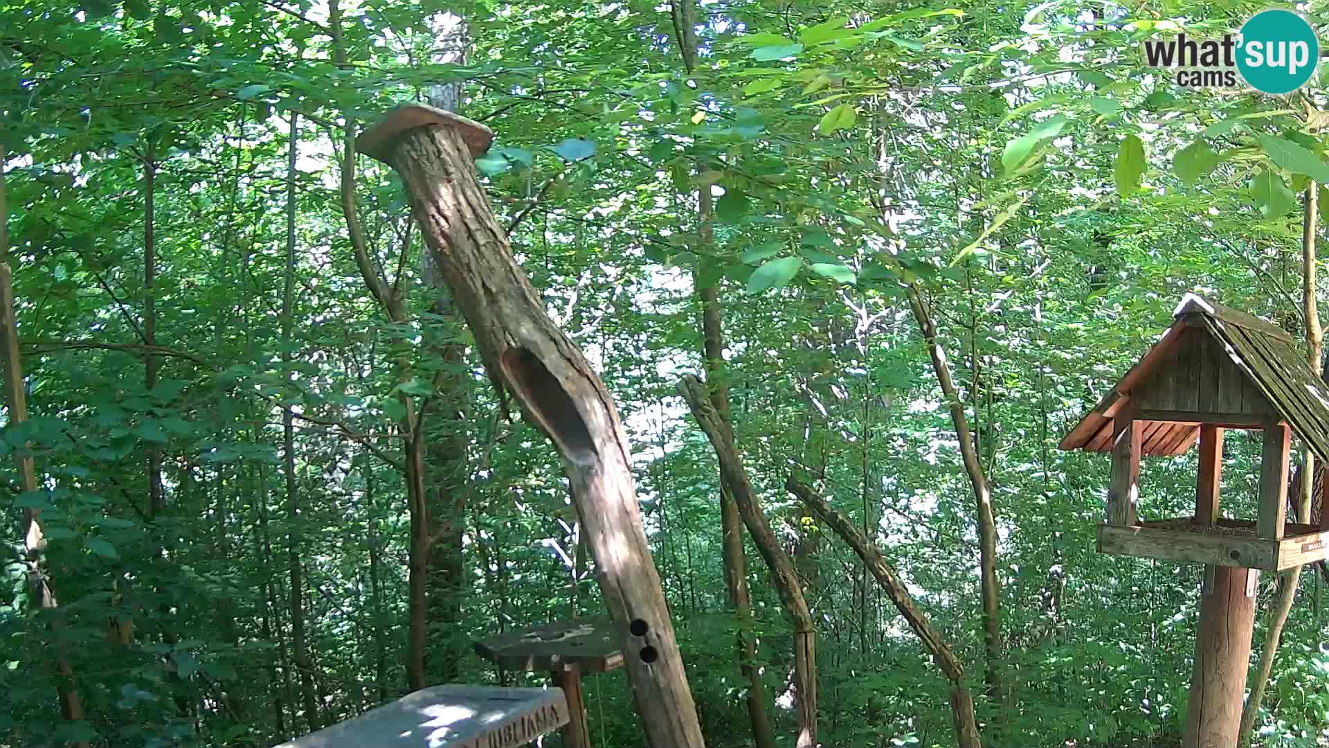Vogelfutterhäuschen im ZOO webcam Ljubljana