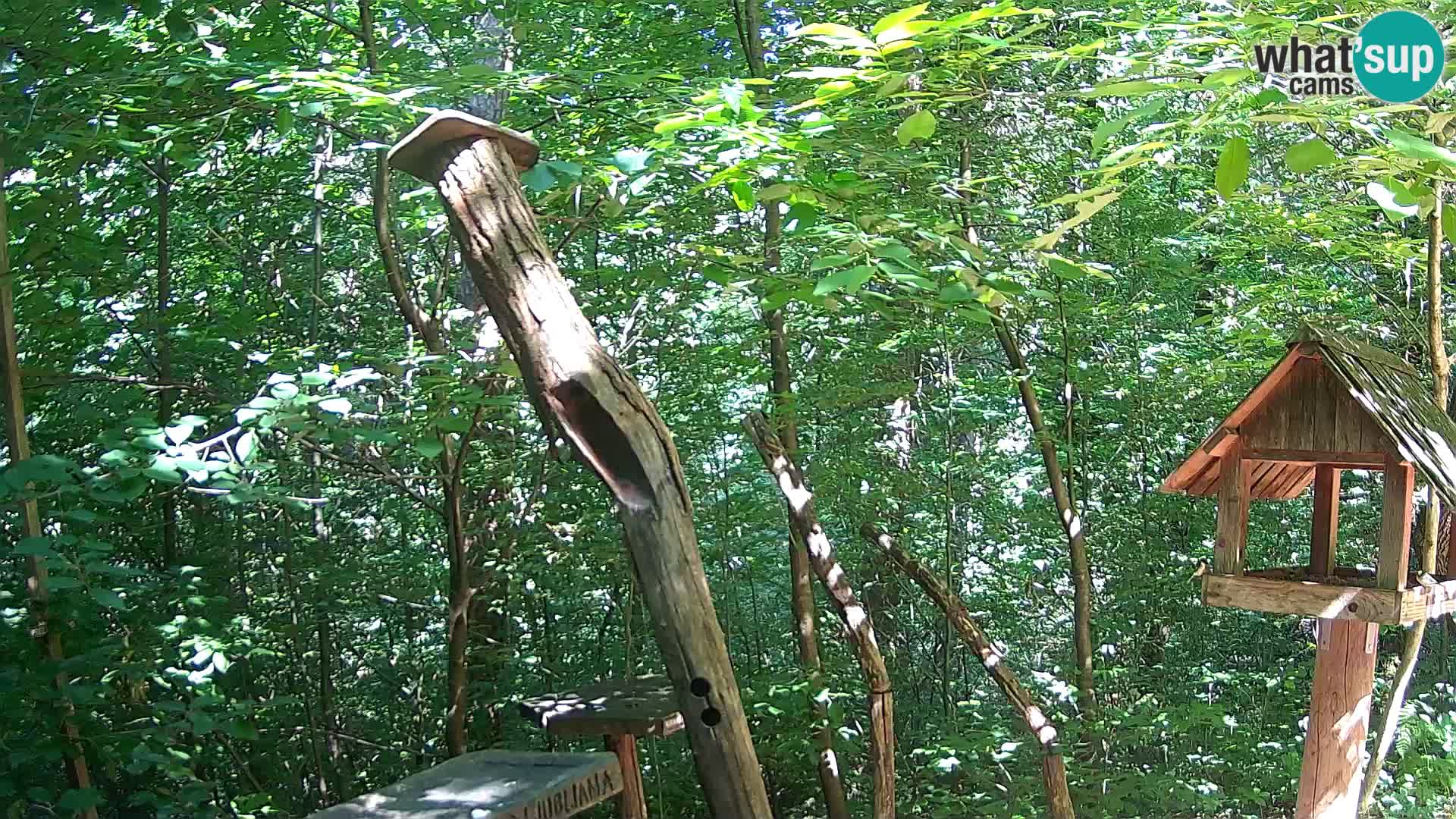 Hranilice za ptice u ZOO web kamera Ljubljana