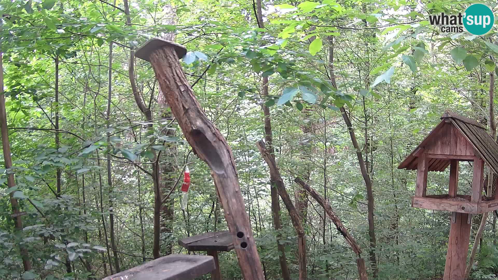 Comederos para pájaros en ZOO Ljubljana camera en vivo