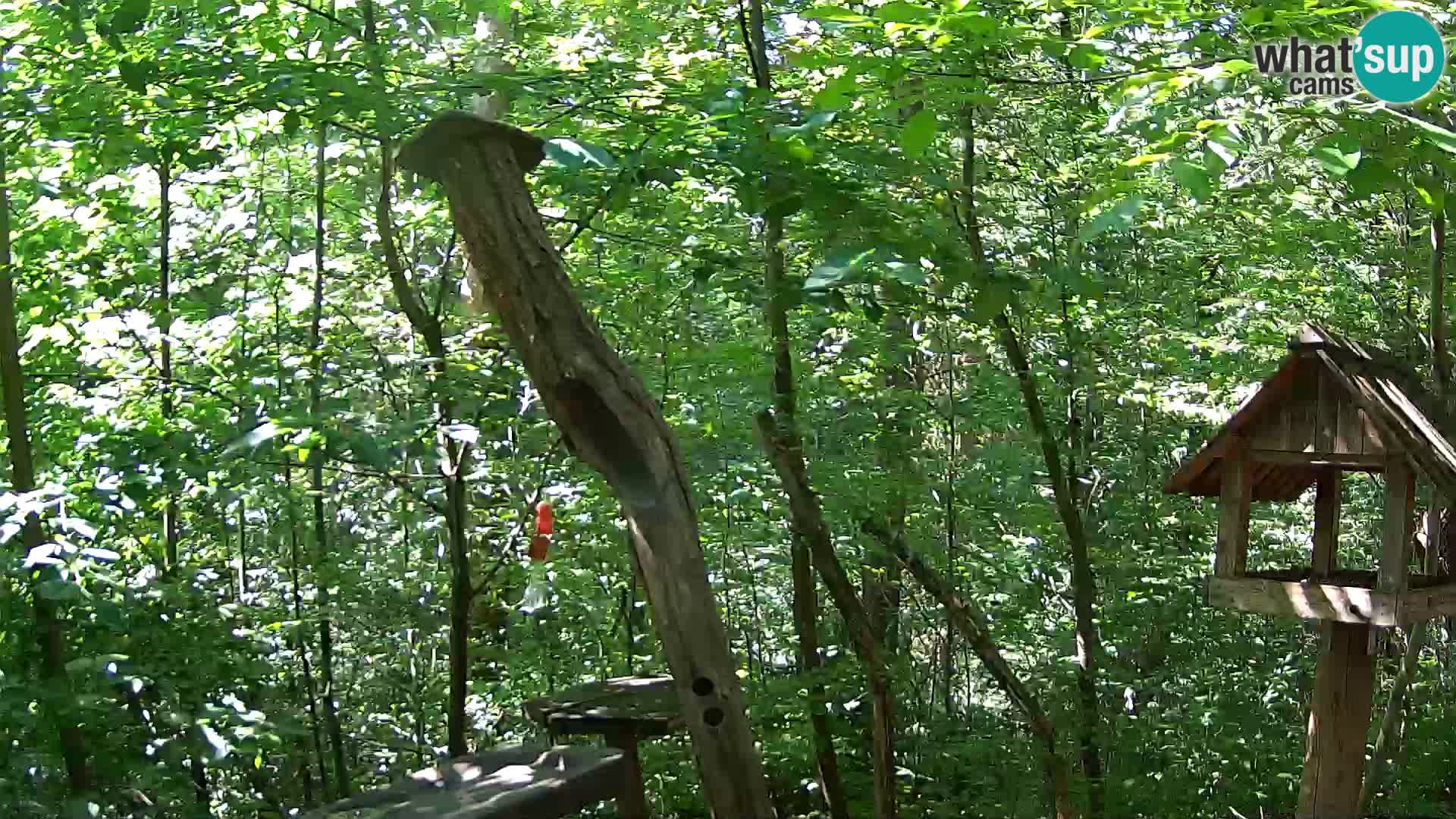 Comederos para pájaros en ZOO Ljubljana camera en vivo