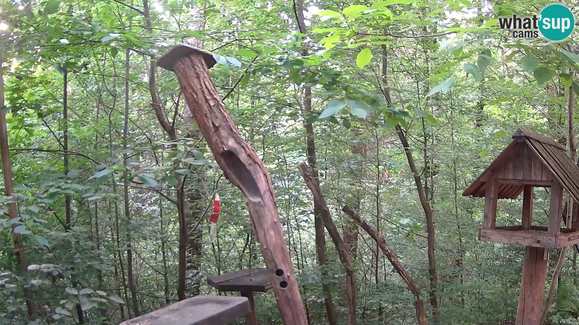 Comederos para pájaros en ZOO Ljubljana camera en vivo