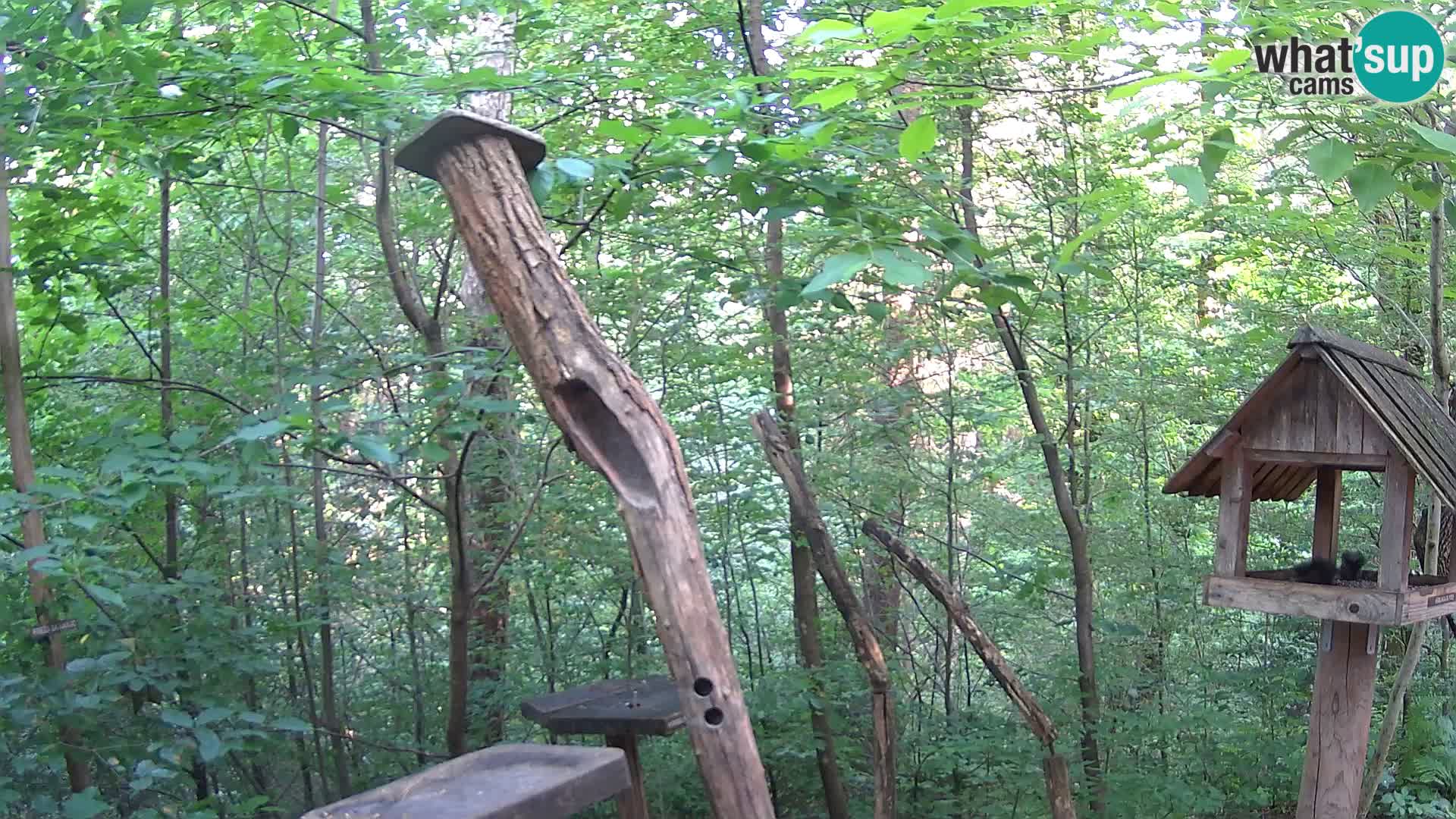 Mangiatoie per uccelli allo ZOO di Lubiana livecam