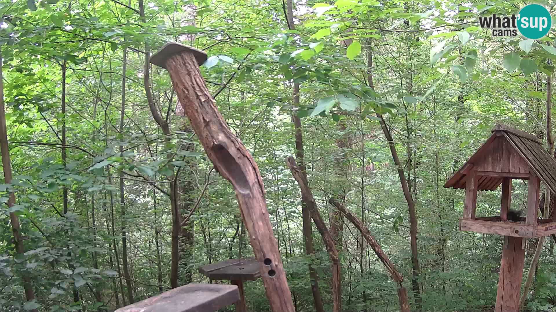 Mangiatoie per uccelli allo ZOO di Lubiana livecam