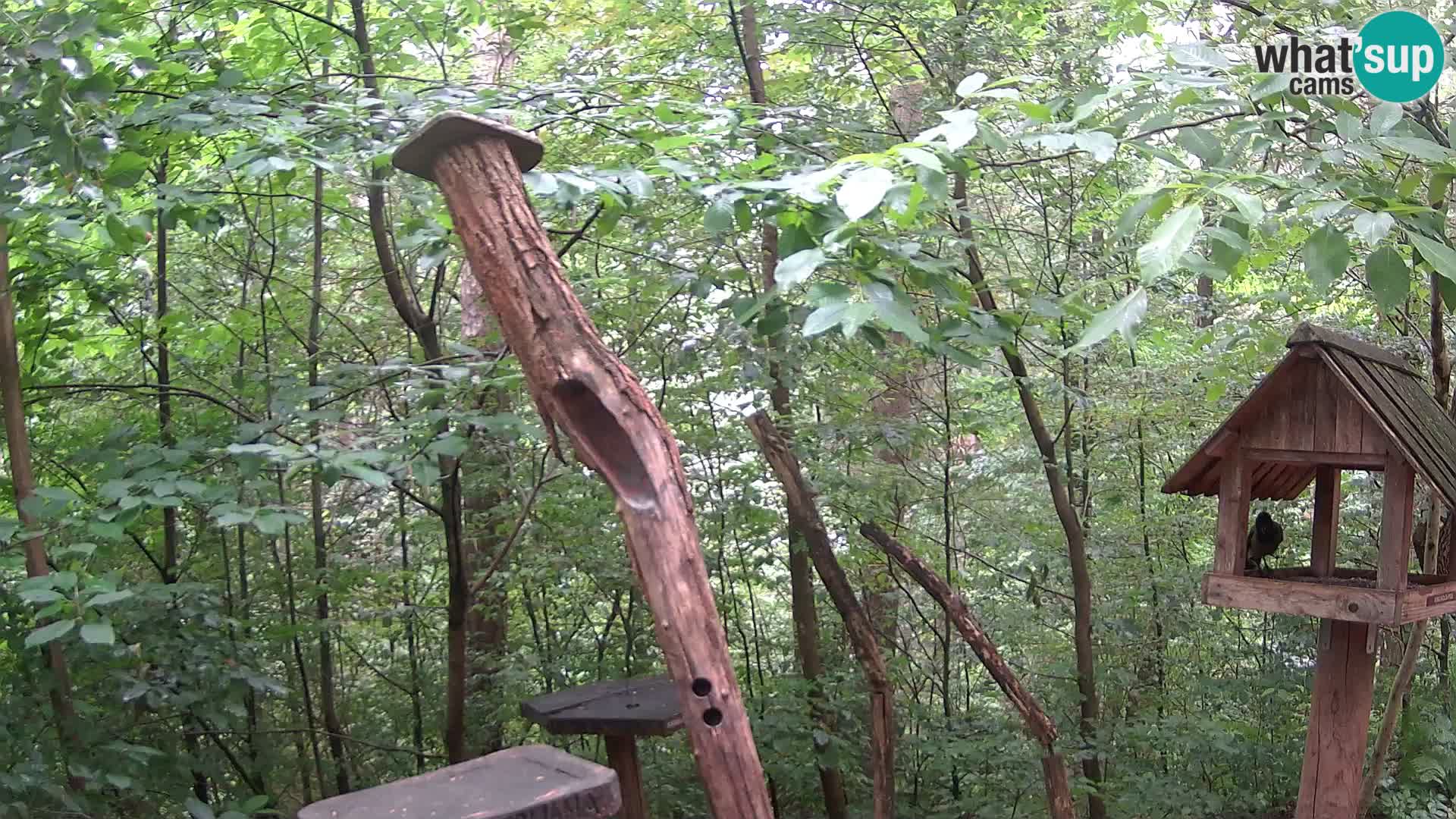 Hranilice za ptice u ZOO web kamera Ljubljana