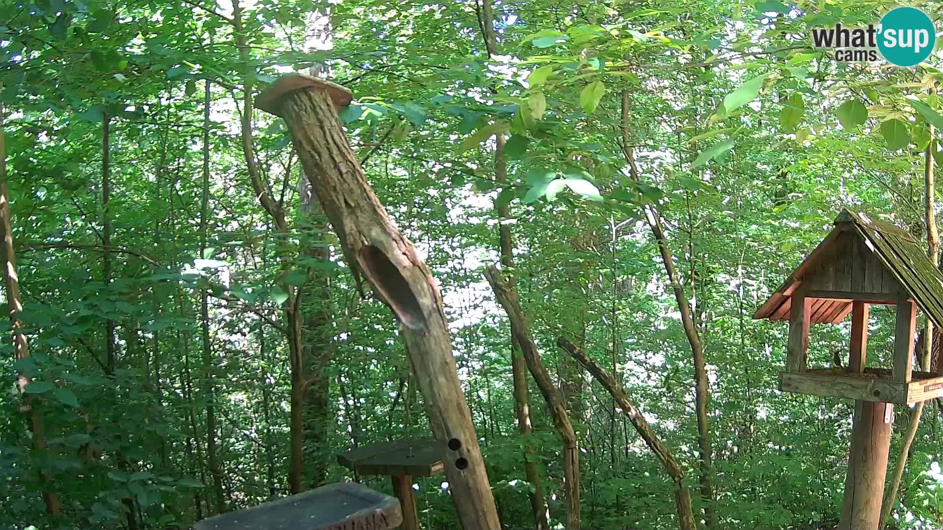 Hranilice za ptice u ZOO web kamera Ljubljana