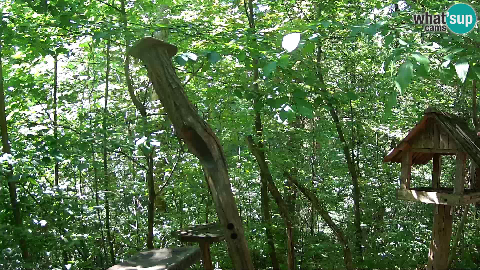 Hranilice za ptice u ZOO web kamera Ljubljana