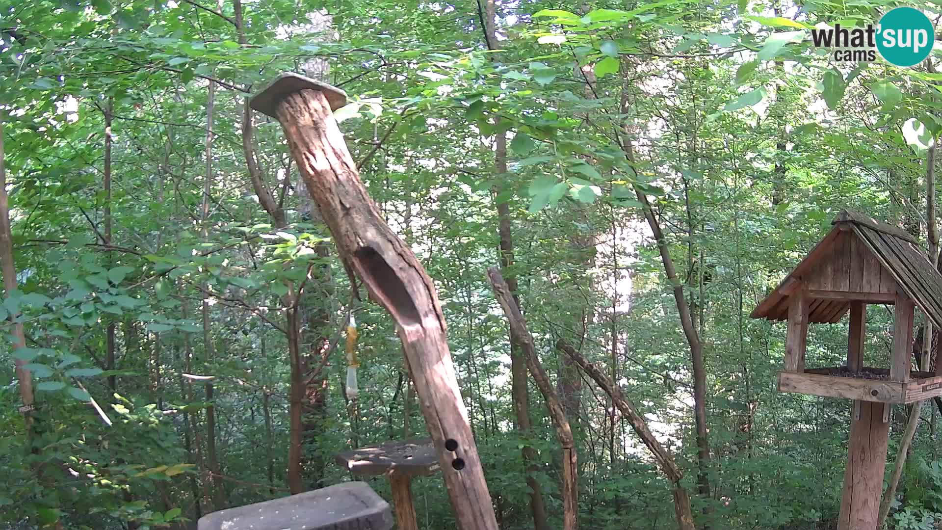 Hranilice za ptice u ZOO web kamera Ljubljana
