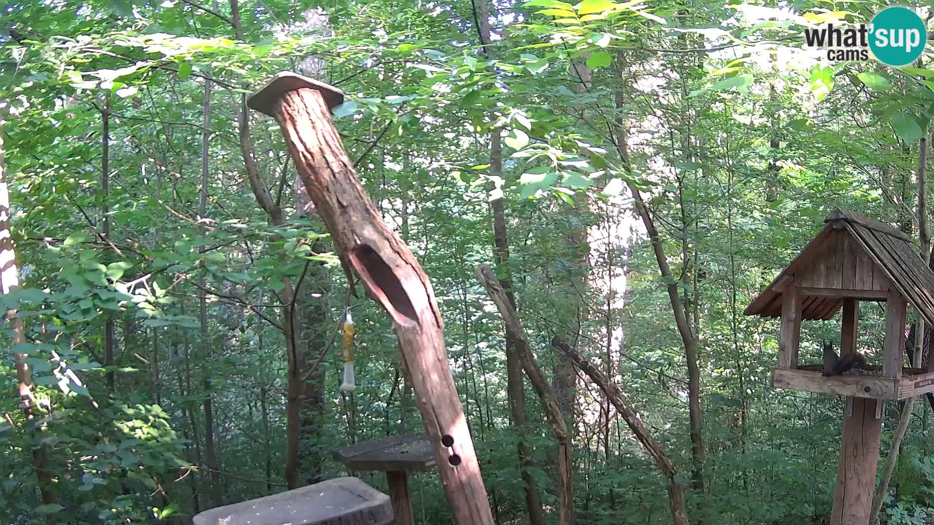 Bird feeders at ZOO Ljubljana webcam