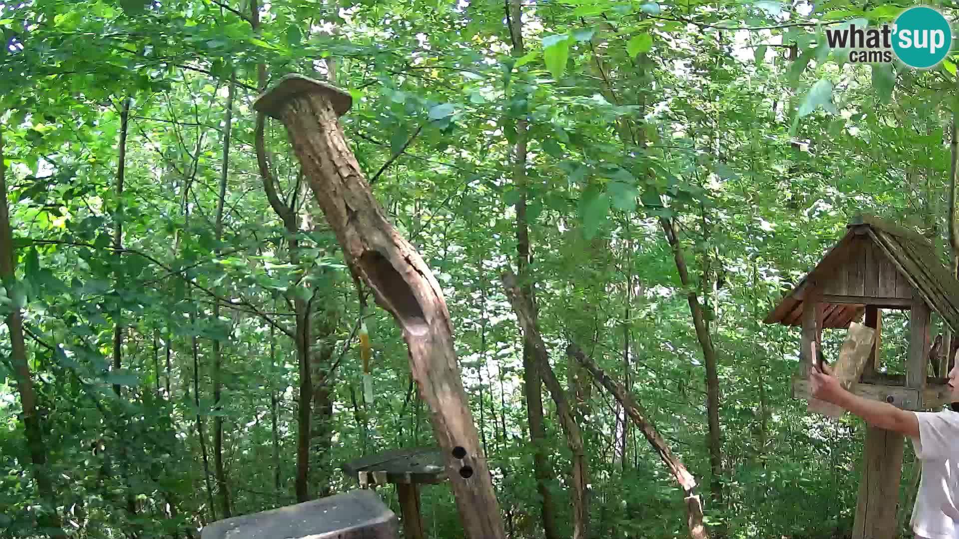Hranilice za ptice u ZOO web kamera Ljubljana