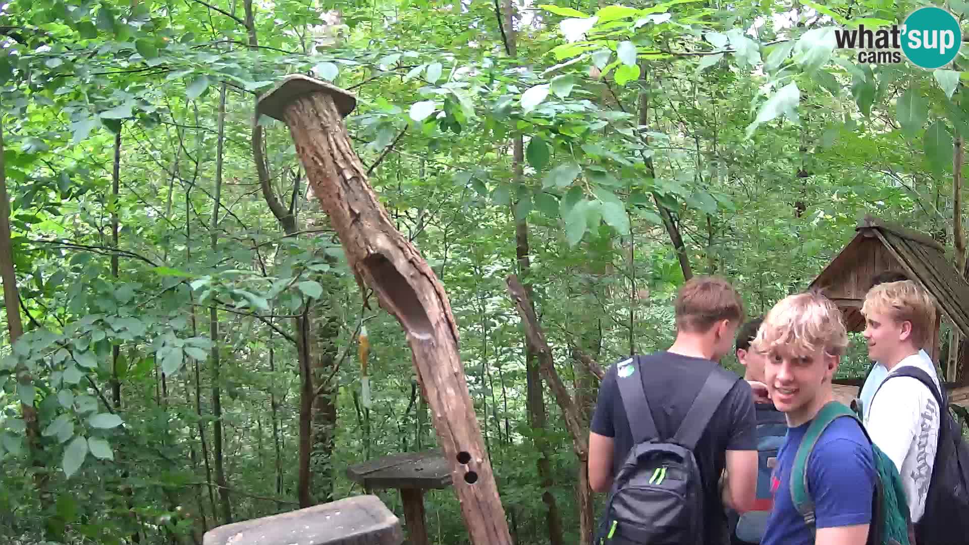 Hranilice za ptice u ZOO web kamera Ljubljana
