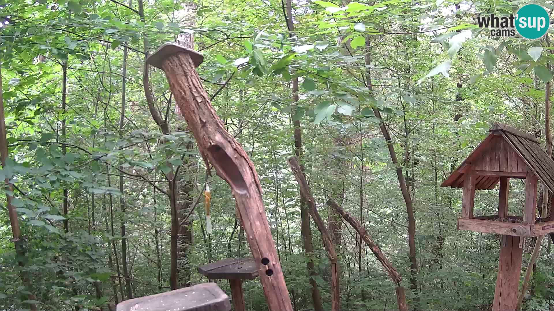 Hranilice za ptice u ZOO web kamera Ljubljana