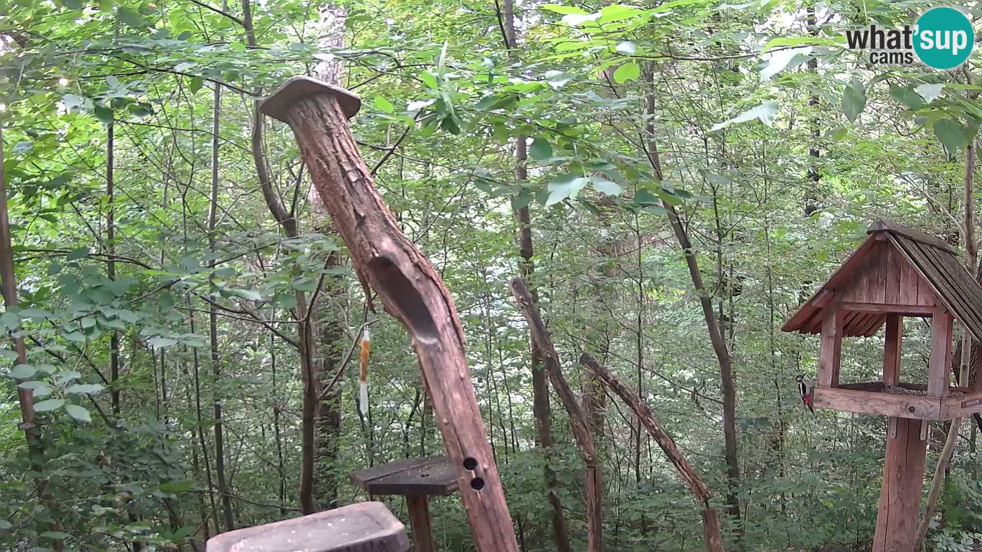 Hranilice za ptice u ZOO web kamera Ljubljana