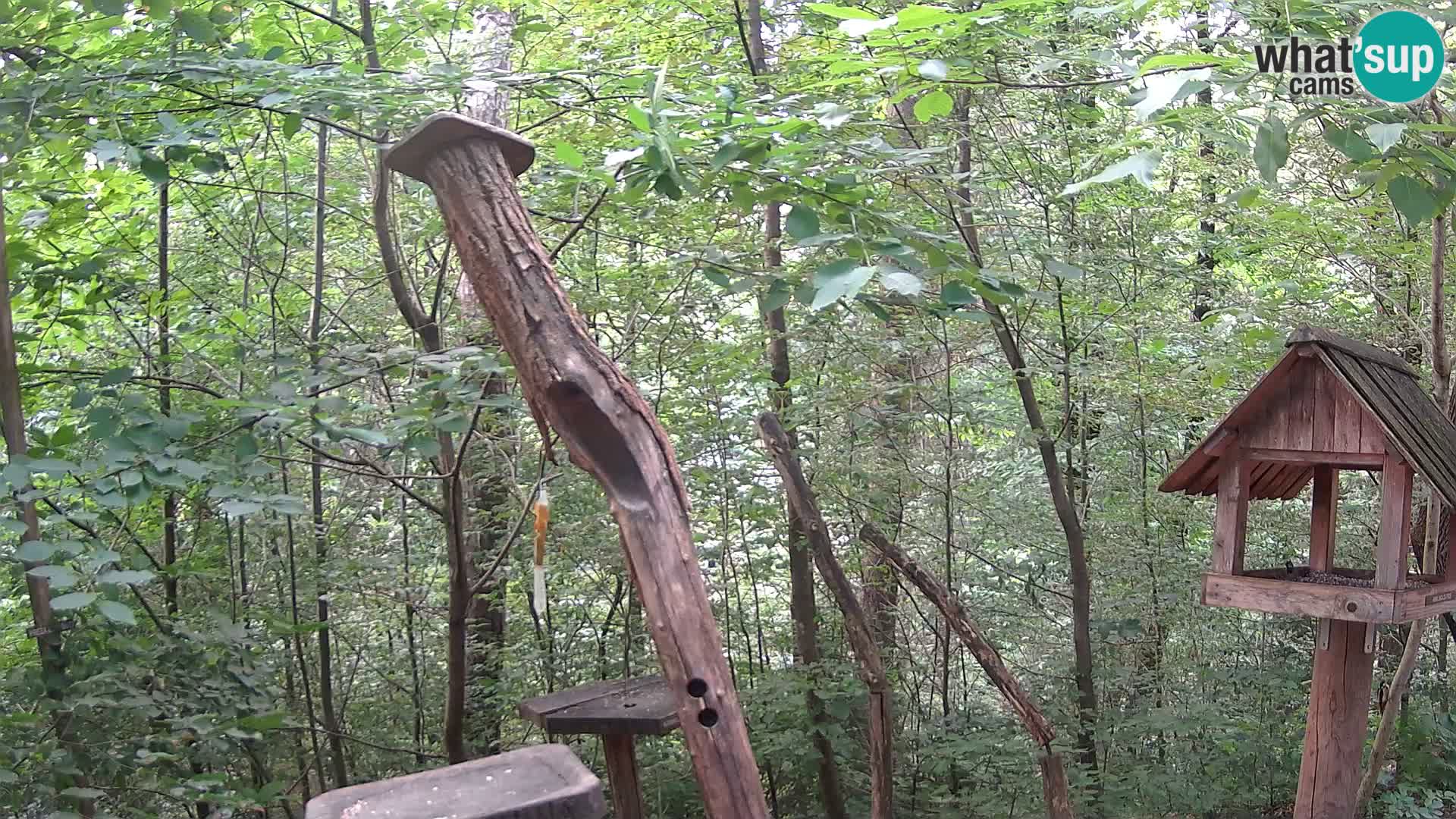 Vogelfutterhäuschen im ZOO webcam Ljubljana