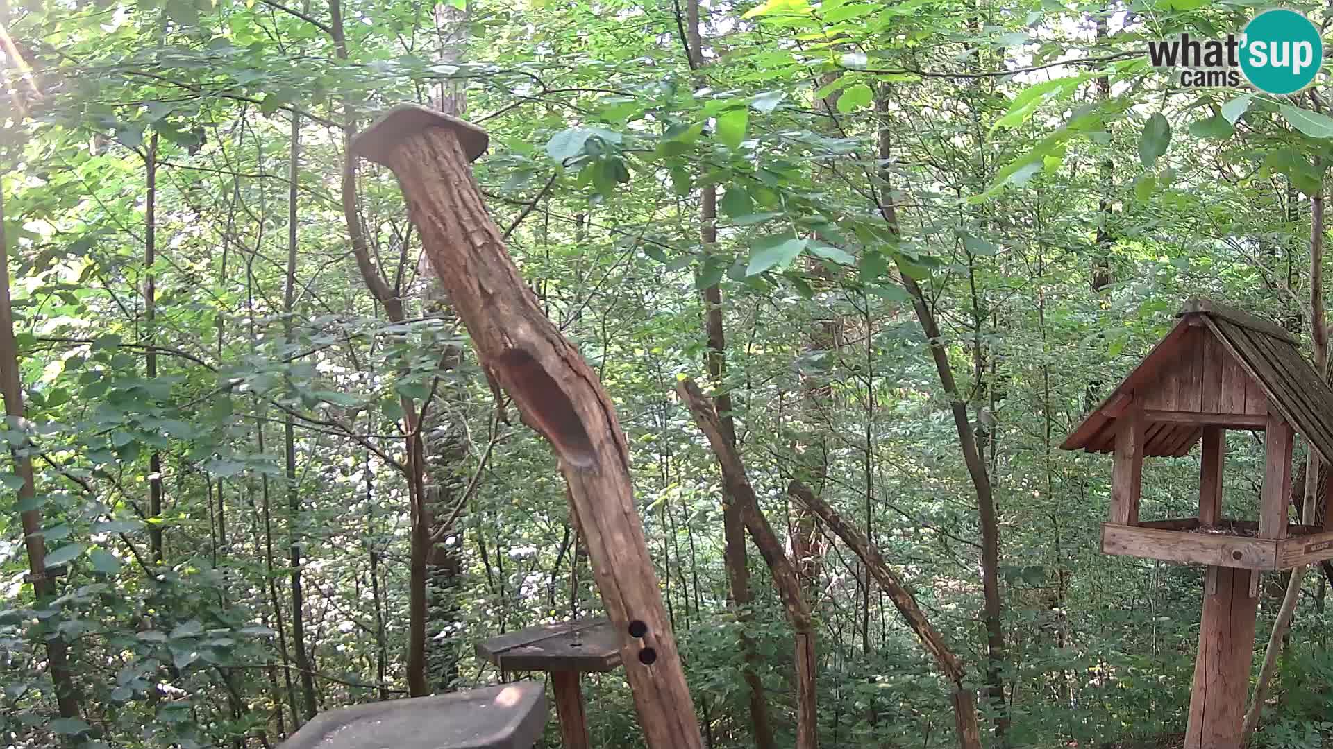 Vogelfutterhäuschen im ZOO webcam Ljubljana