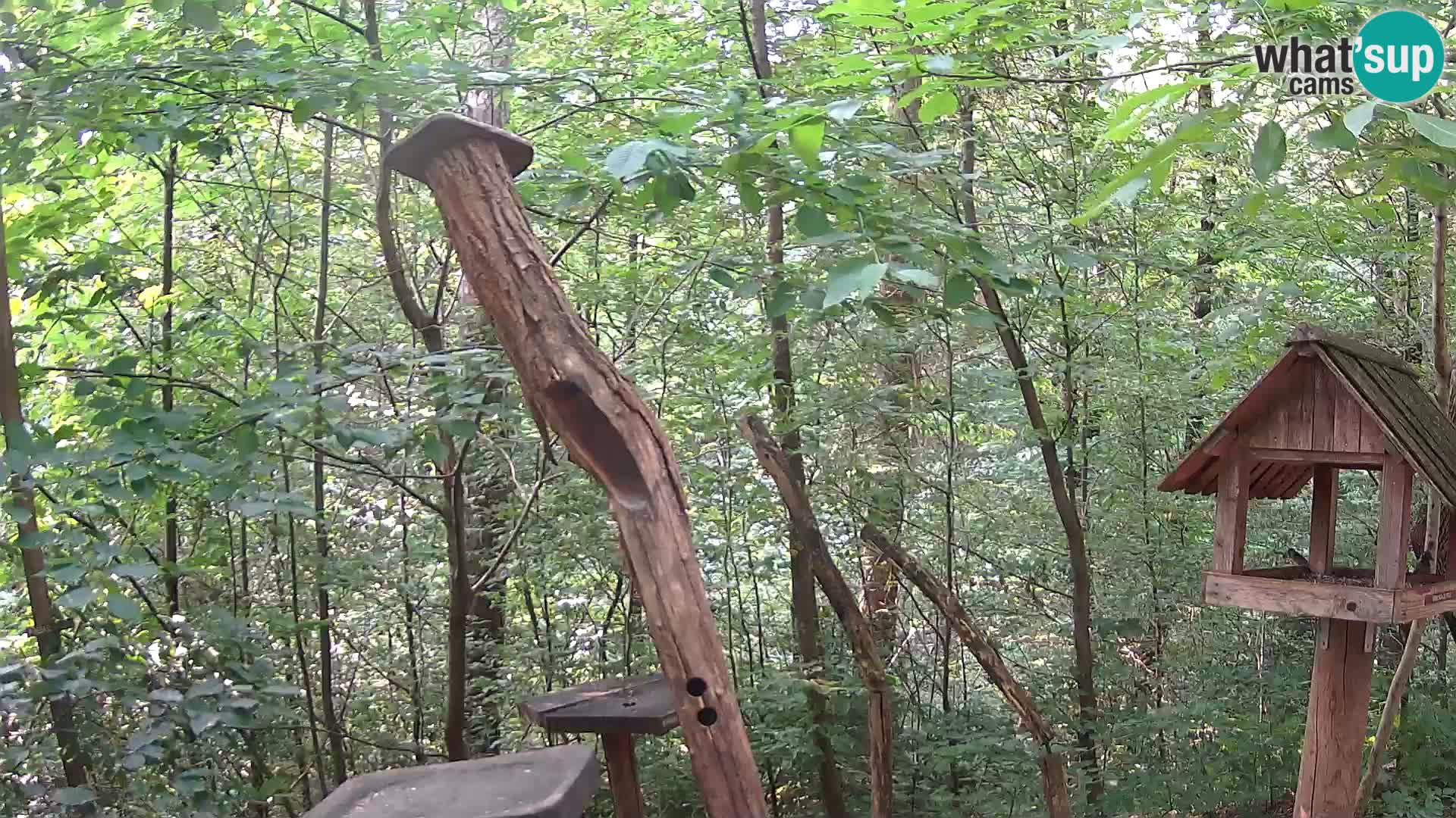 Vogelfutterhäuschen im ZOO webcam Ljubljana