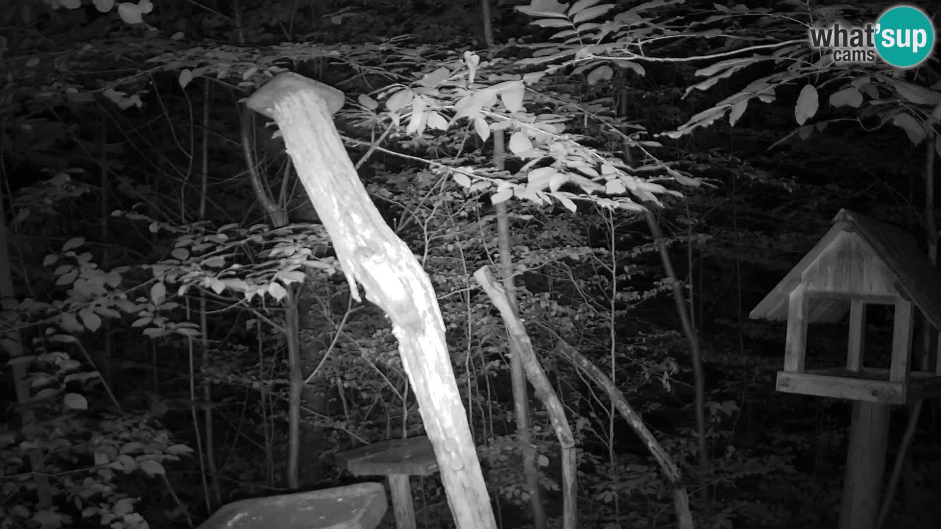 Bird feeders at ZOO Ljubljana webcam