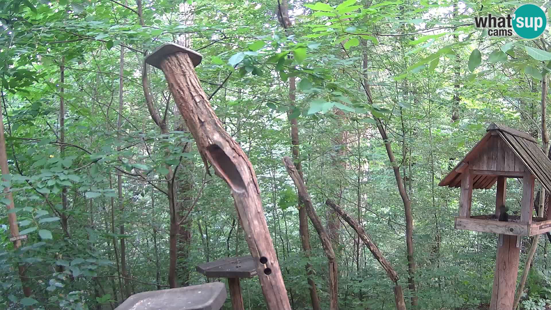 Mangeoires pour oiseaux au ZOO live webcam Ljubljana