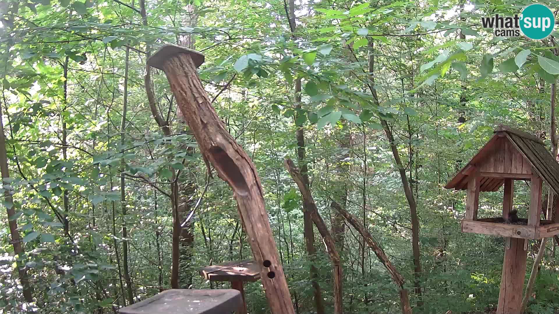 Mangiatoie per uccelli allo ZOO di Lubiana livecam