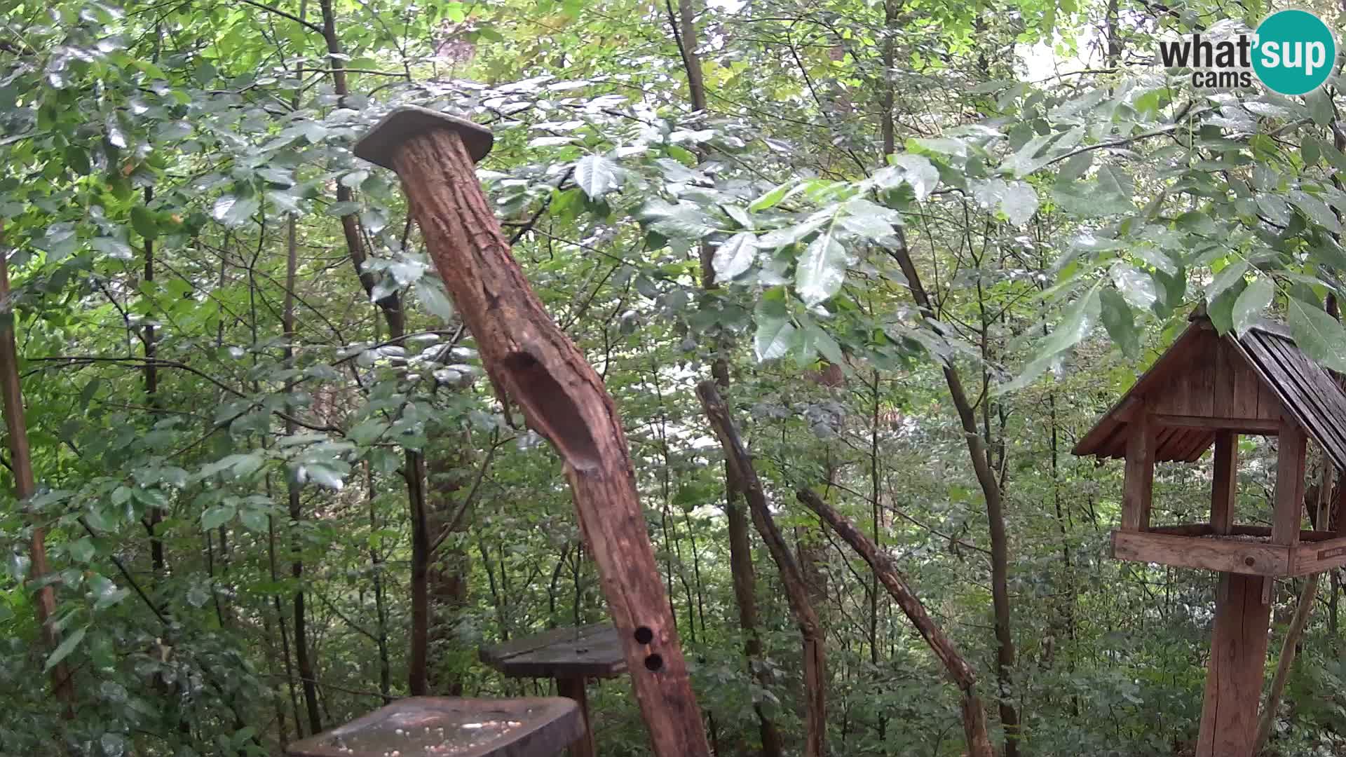 Bird feeders at ZOO Ljubljana webcam