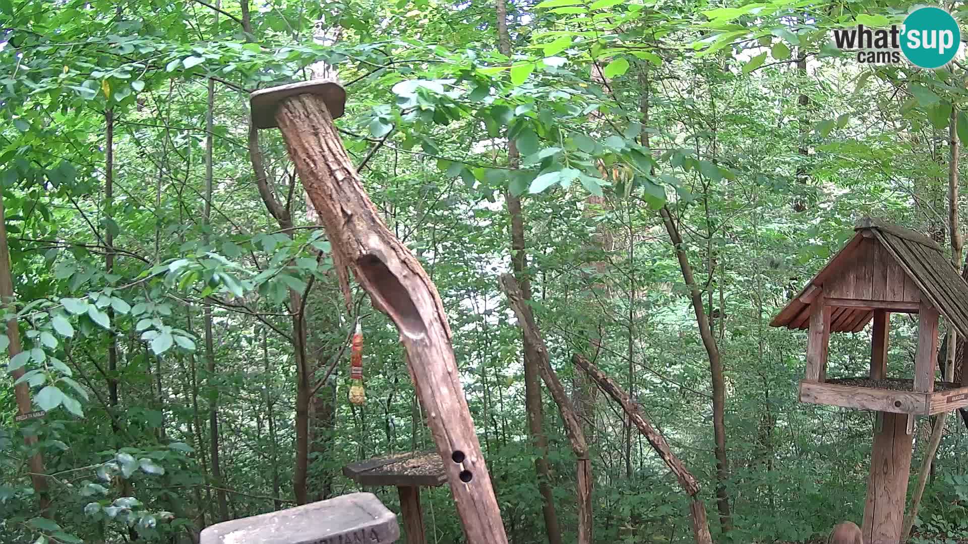 Vogelfutterhäuschen im ZOO webcam Ljubljana