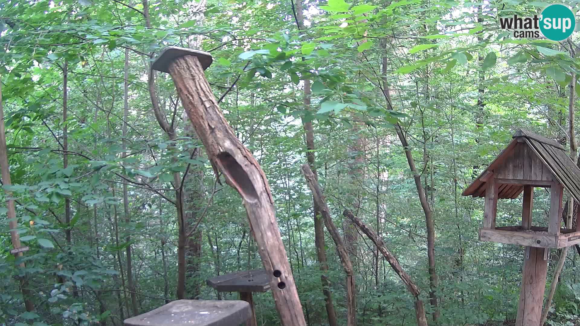 Bird feeders at ZOO Ljubljana webcam
