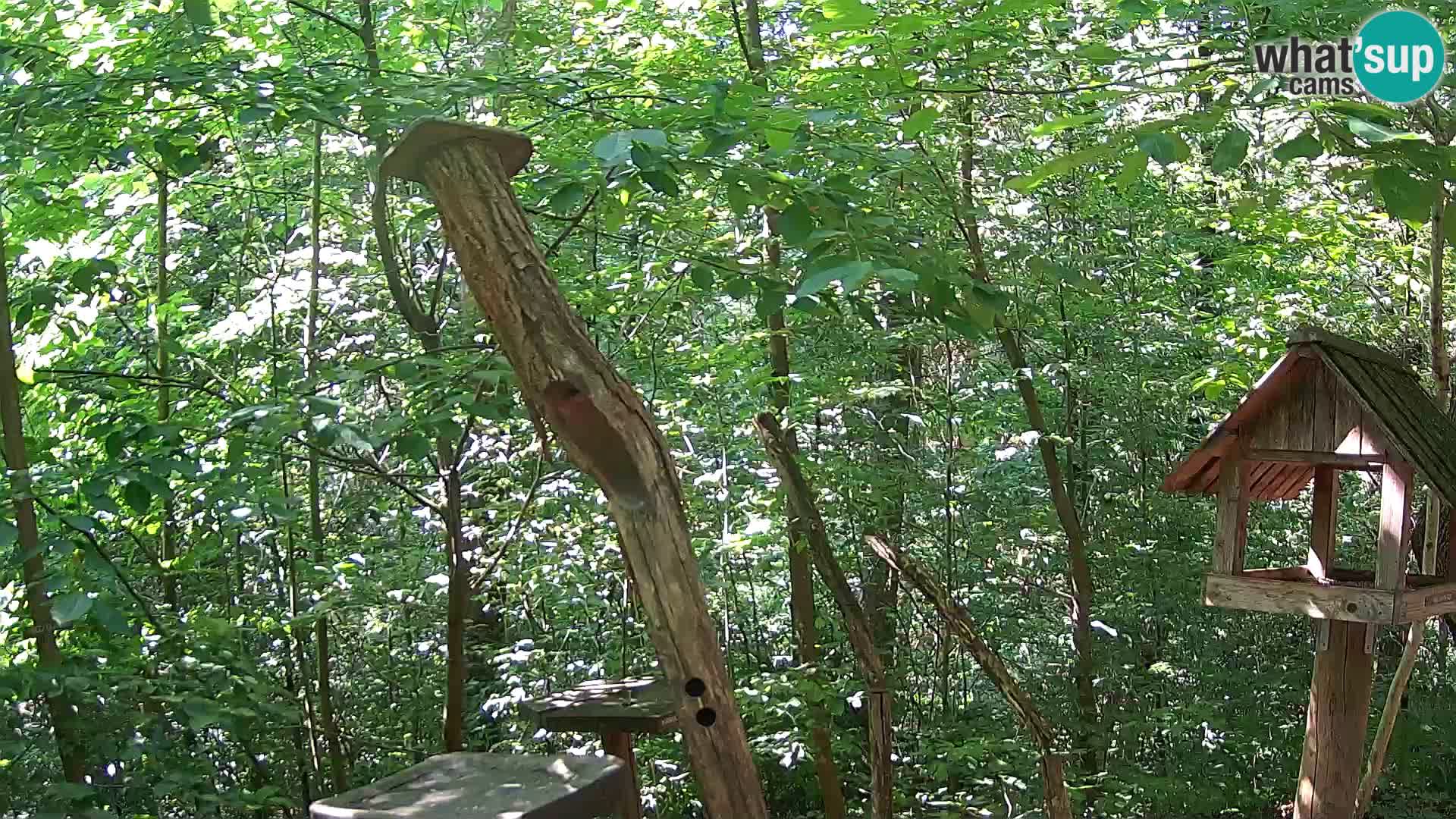 Bird feeders at ZOO Ljubljana webcam