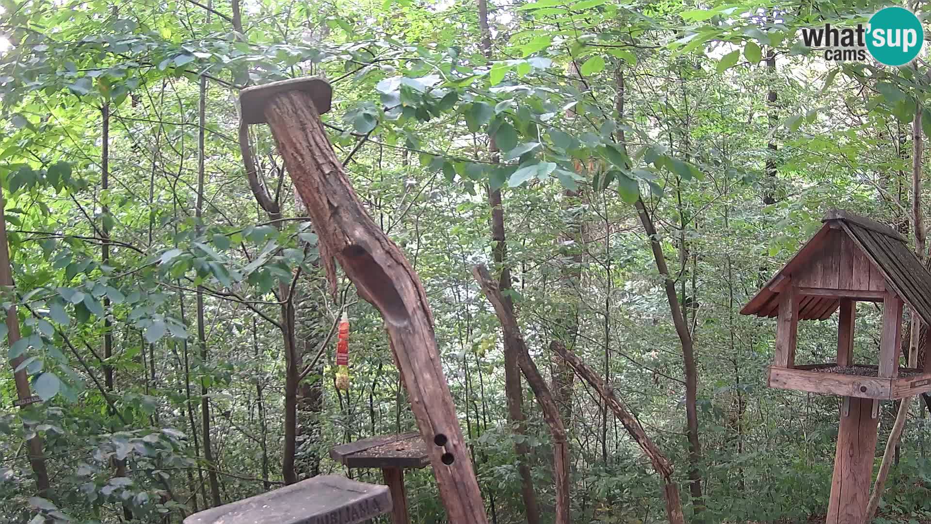 Mangiatoie per uccelli allo ZOO di Lubiana livecam