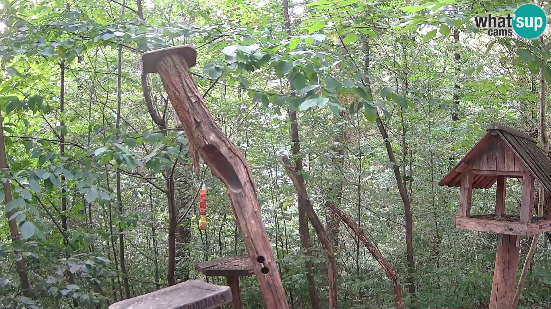 Bird feeders at ZOO Ljubljana webcam