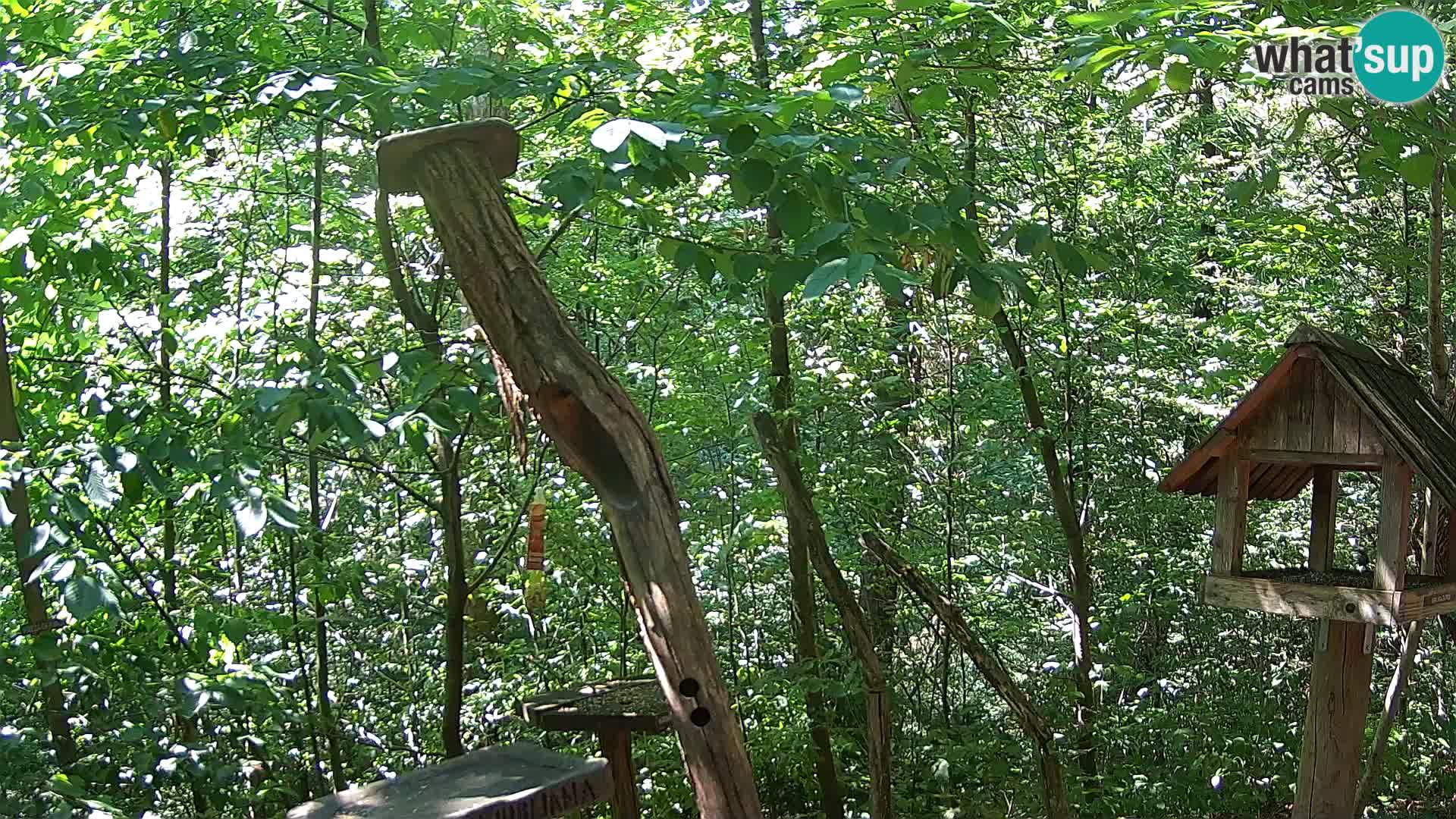 Bird feeders at ZOO Ljubljana webcam