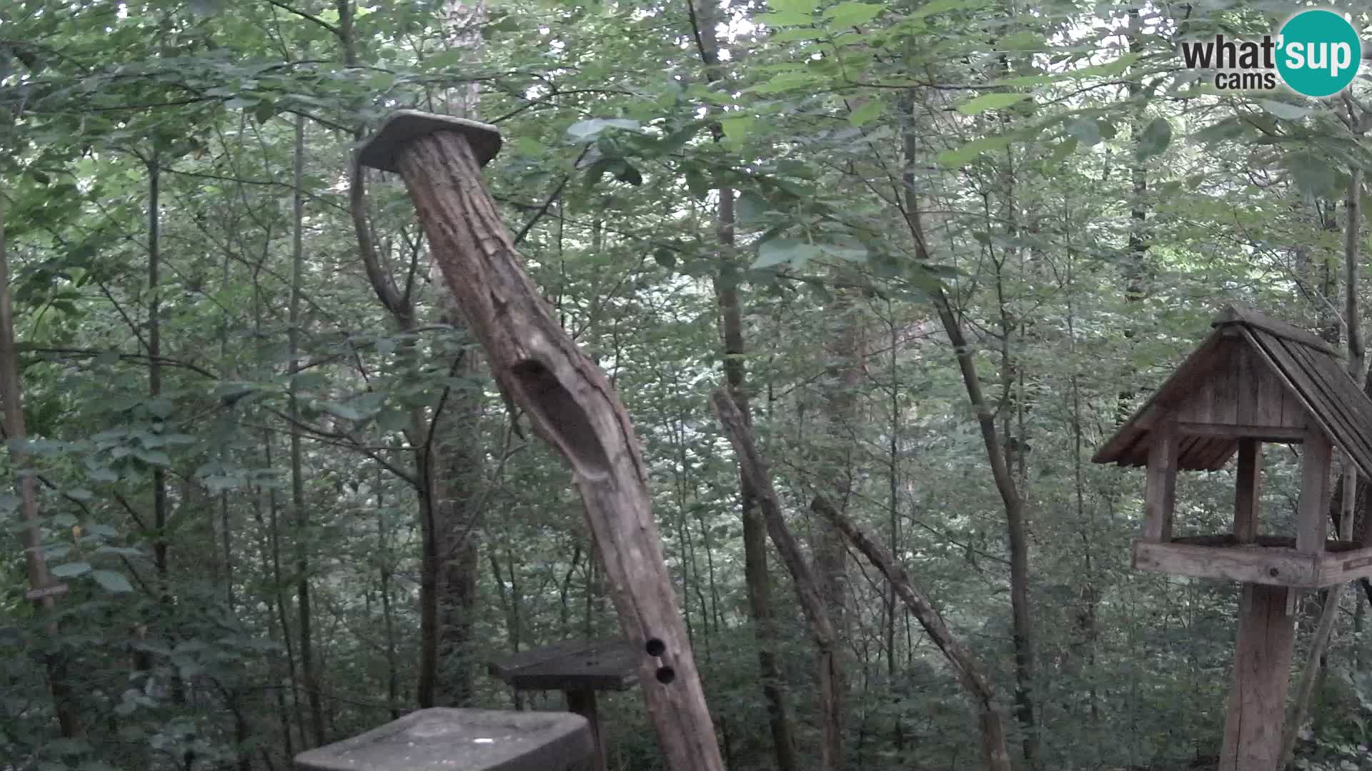 Hranilice za ptice u ZOO web kamera Ljubljana
